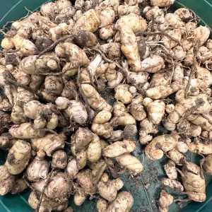 Turmeric Rhizomes for Planting - Easy to Grow Spice, Culinary & Medicinal - Image 5