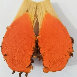 Turmeric Variety Pack - 1 Red, 1 Orange, 1 White Mother Rhizome - 3 Live Rhizomes - Image 2