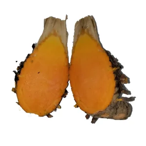 Turmeric Variety Pack - 1 Red, 1 Orange, 1 White Mother Rhizome - 3 Live Rhizomes - Image 3