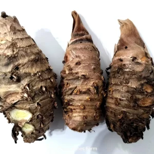 Turmeric Variety Pack - 1 Red, 1 Orange, 1 White Mother Rhizome - 3 Live Rhizomes - Image 1