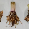 Turmeric Variety Pack - 3 Mother Rhizomes (Black, Orange, White) - Home Gardener Special - Image 1
