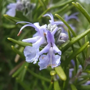 Tuscan Blue Rosemary Live Plant - Set of 3 Starter Plants, 4-6