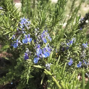 Tuscan Blue Rosemary Live Plant - Set of 3 Starter Plants, 4-6
