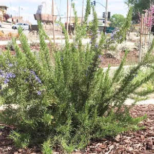 Tuscan Blue Rosemary Live Plant - Set of 3 Starter Plants, 4-6