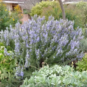 Tuscan Blue Rosemary Live Plant - Set of 3 Starter Plants, 4-6