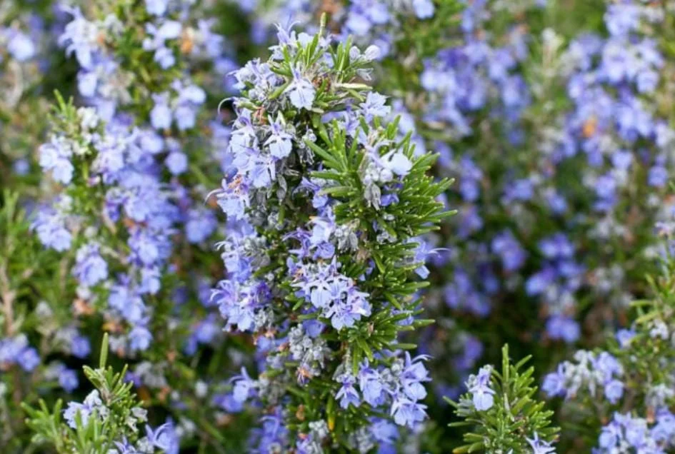 Tuscan Blue Rosemary Live Plants - 6 Starter Plants, 5-8" Tall - Culinary & Ornamental Herb - Image 2
