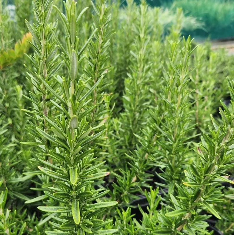 Tuscan Blue Rosemary Live Plants - 6 Starter Plants, 5-8" Tall - Culinary & Ornamental Herb - Image 3