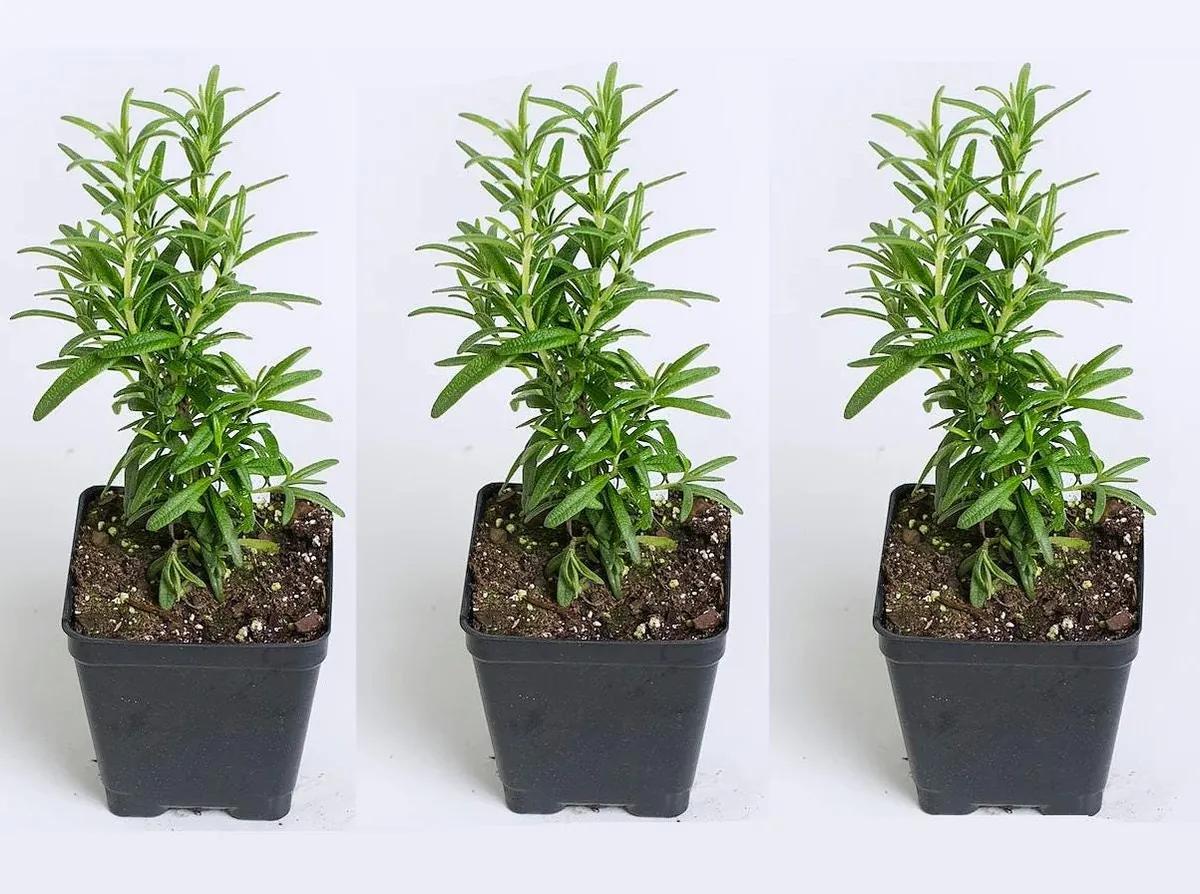 Tuscan Blue Rosemary Live Plants - 6 Starter Plants, 5-8" Tall - Culinary & Ornamental Herb - Image 4