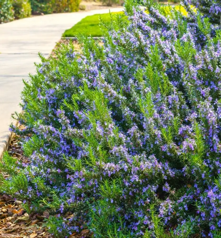 Tuscan Blue Rosemary Live Plants - 6 Starter Plants, 5-8" Tall - Culinary & Ornamental Herb - Image 1