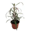 Twilight Orchid Live Plant – Pseuderanthemum Sinuatum – 2.5 inch Pot – Easy Houseplant - Image 1