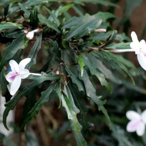 Twilight Orchid Live Plant – Pseuderanthemum Sinuatum – 2.5 inch Pot – Easy Houseplant - Image 3