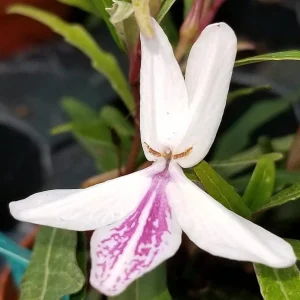 Twilight Orchid Live Plant – Pseuderanthemum Sinuatum – 2.5 inch Pot – Easy Houseplant - Image 4