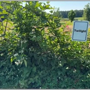Twilight Thornless Blackberry Plant - Live Starter Plug - Rubus - Image 7