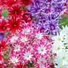 Twinkle Mix Phlox Flower Seeds - Annual Flower Mix - 50+ Seeds - Indoor/Outdoor - Image 1
