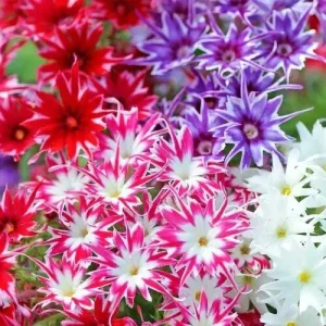 Twinkle Mix Phlox Flower Seeds - Annual Flower Mix - 50+ Seeds - Indoor/Outdoor - Image 1