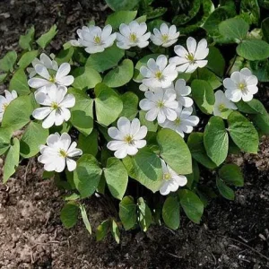 Twinleaf Bare-roots - Jeffersonia diphylla Early Spring Wildflower - Image 4