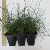 Twister Corkscrew Rush (Juncus effusus) Live Plant, Potted Ornamental Aquatic Grass, 12-20 in Tall - Image 1