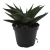 Twister Haworthia Limifolia Succulent Live Plant – 2.5" Pot – Unique Indoor Haworthia - Image 1