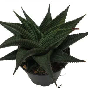 Twister Haworthia Limifolia Succulent Live Plant – 2.5