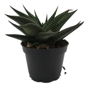 Twister Haworthia Limifolia Succulent Live Plant – 2.5