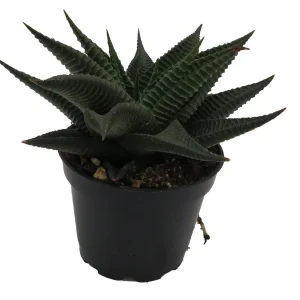 Twister Haworthia Limifolia Succulent Live Plant – 2.5