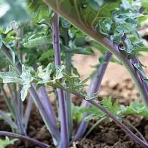 Ursa Kale Seeds – Nutrient-Packed Magenta Stem Kale Seeds – 100+ Seeds – Indoor/Outdoor - Image 6