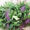 Ursa Kale Seeds - Nutrient-Packed Magenta Stem Kale for Growing Plants - 100+ Seeds - Image 1