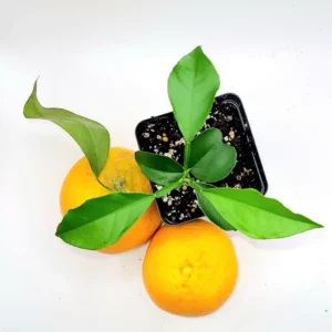 Valencia Orange Live Plant Seedling - 3-5 Inches Tall Citrus Tree - Image 2