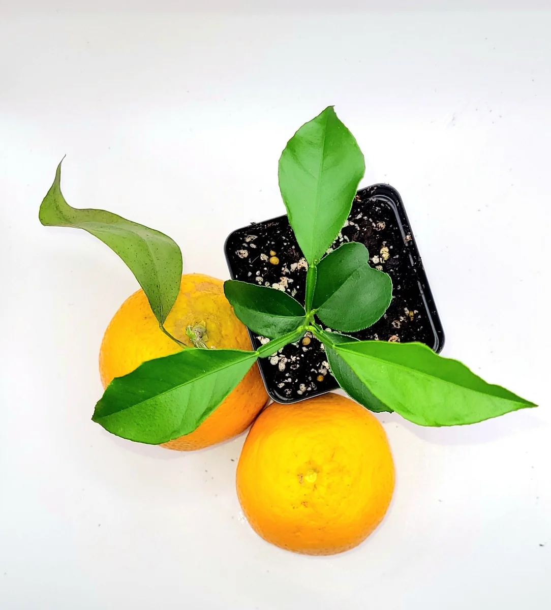 Valencia Orange Live Plant Seedling - 3-5 Inches Tall Citrus Tree - Image 2
