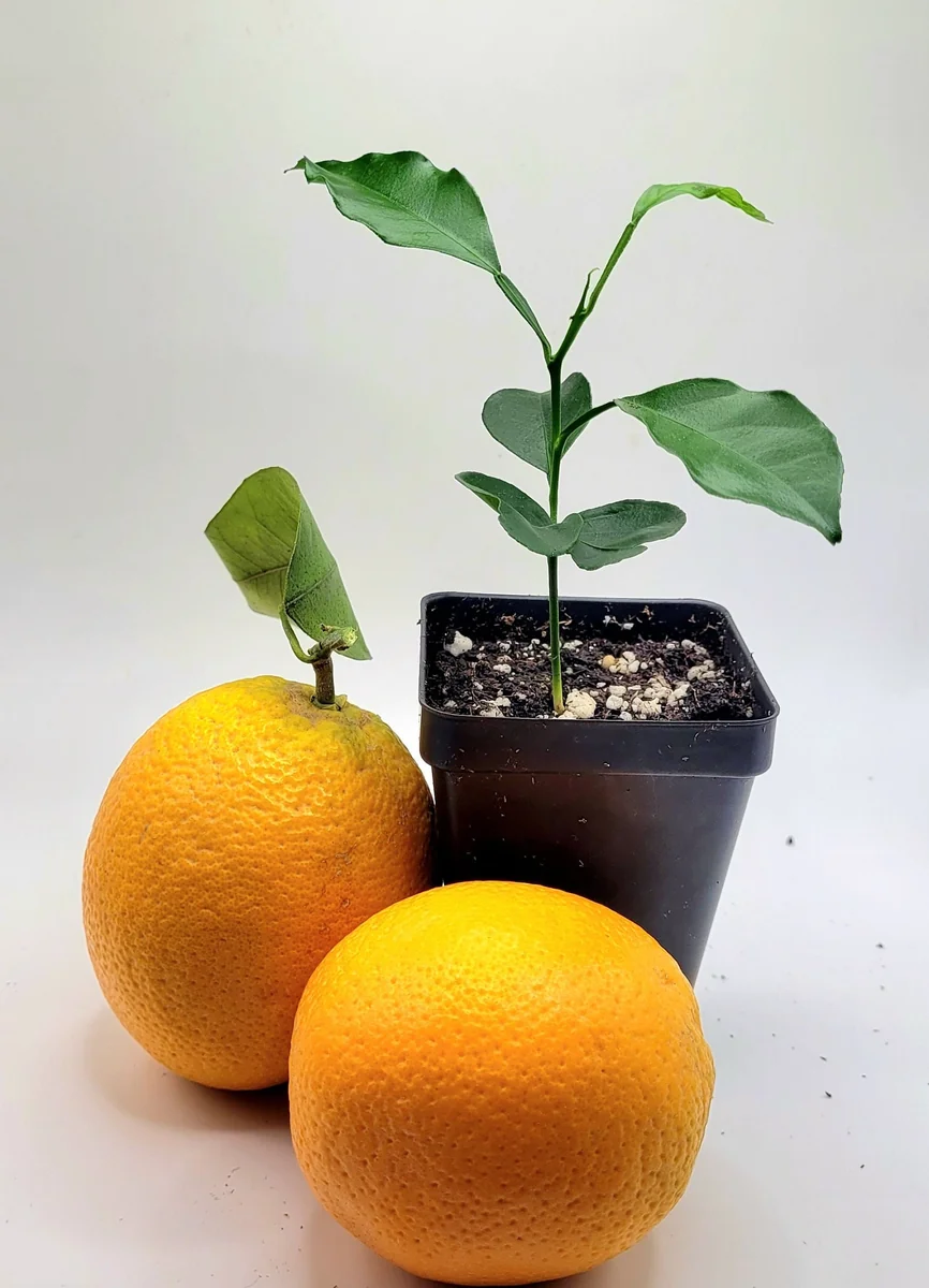 Valencia Orange Live Plant Seedling - 3-5 Inches Tall Citrus Tree - Image 3