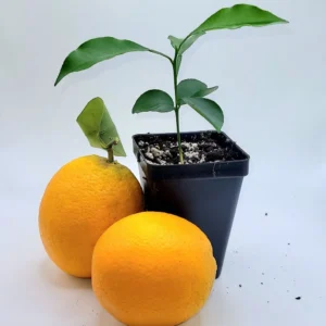 Valencia Orange Live Plant Seedling - 3-5 Inches Tall Citrus Tree - Image 1