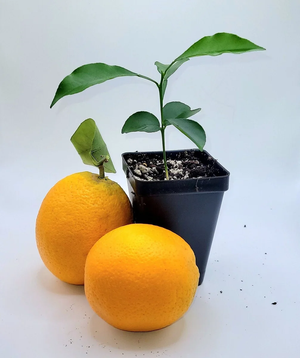 Valencia Orange Live Plant Seedling - 3-5 Inches Tall Citrus Tree - Image 1