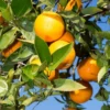 Valencia Orange Live Plant - Sweet Citrus Tree, 5 Gallon Pot, 4-5 ft Tall - Image 1