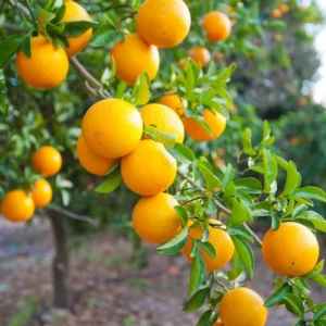 Valencia Orange Live Plant - Sweet Citrus Tree, 5 Gallon Pot, 4-5 ft Tall - Image 2