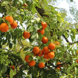 Valencia Orange Live Plant - Sweet Citrus Tree, 5 Gallon Pot, 4-5 ft Tall - Image 3