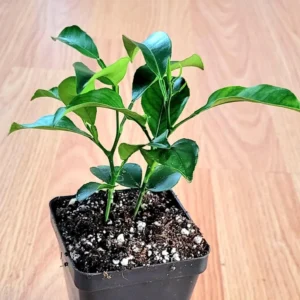 Valencia Orange Live Trees, 2-Pack, 3-5 inches tall, Indoor Citrus Plant - Image 1