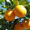 Valencia Orange Tree Live Plant, Grafted, 1/2 Gallon Pot, Sweet Citrus - Image 1