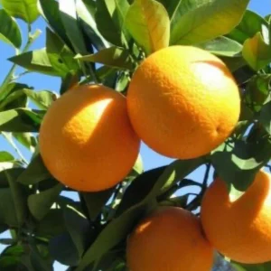 Valencia Orange Tree Live Plant, Grafted, 1/2 Gallon Pot, Sweet Citrus - Image 1
