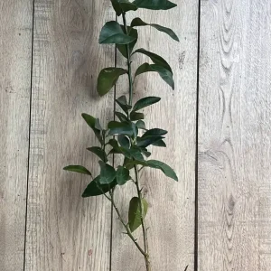 Valencia Orange Tree Live Plant, Grafted, 1/2 Gallon Pot, Sweet Citrus - Image 6