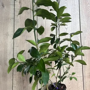 Valencia Orange Tree Live Plant, Grafted, 1/2 Gallon Pot, Sweet Citrus - Image 8