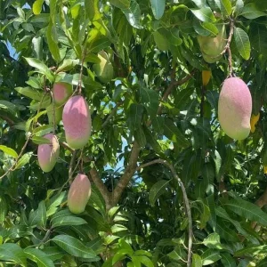 Valencia Pride Grafted Mango Live Tree - 12-18