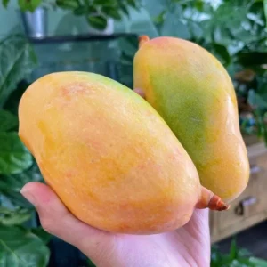 Valencia Pride Grafted Mango Live Tree - 12-18