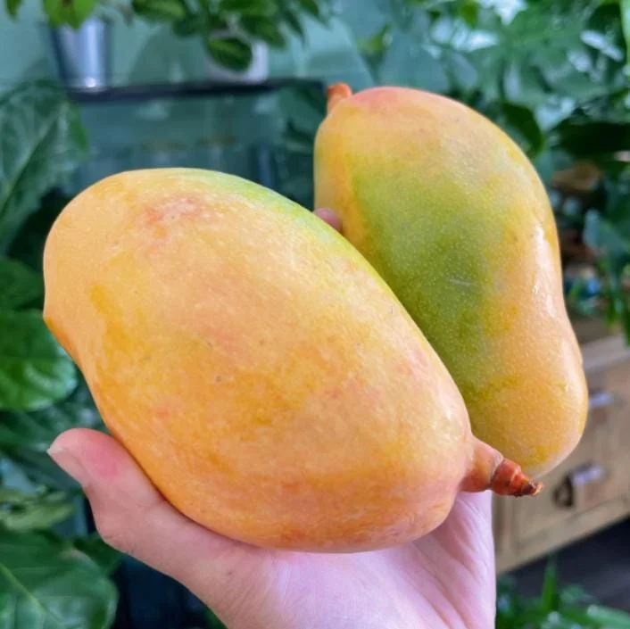 Valencia Pride Grafted Mango Live Tree - 12-18" Tall - Tropical Fruit Tree - Image 3