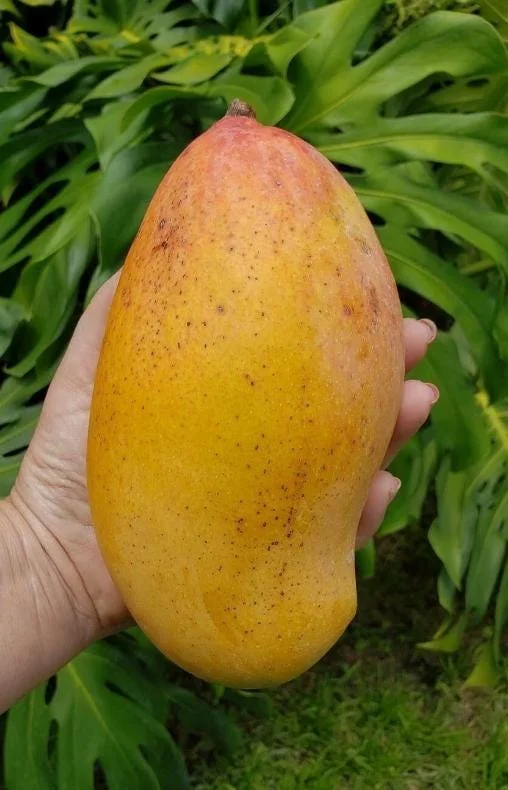 Valencia Pride Grafted Mango Live Tree - 12-18" Tall - Tropical Fruit Tree - Image 4