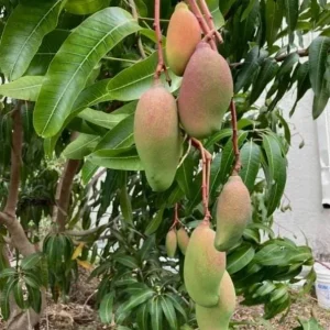 Valencia Pride Grafted Mango Live Tree - 12-18
