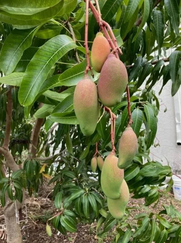 Valencia Pride Grafted Mango Live Tree - 12-18" Tall - Tropical Fruit Tree - Image 5