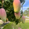 Valencia Pride Grafted Mango Live Tree - 12-18" Tall - Tropical Fruit Tree - Image 1