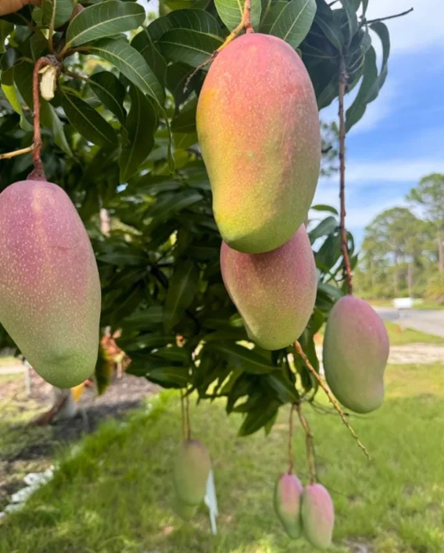 Valencia Pride Grafted Mango Live Tree - 12-18" Tall - Tropical Fruit Tree - Image 1