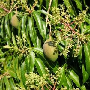 Valencia Pride Grafted Mango Live Tree - 12-18