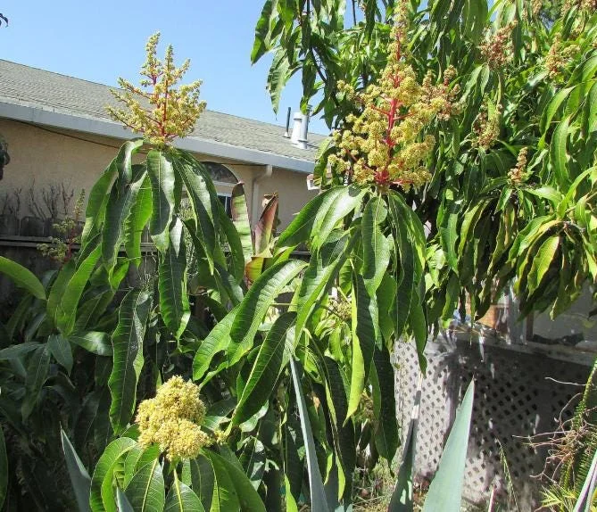 Valencia Pride Grafted Mango Live Tree - 12-18" Tall - Tropical Fruit Tree - Image 8